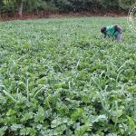 Absolute Welfare Organization Potatoes Farming Project in Santa Subdivision, Cameroon